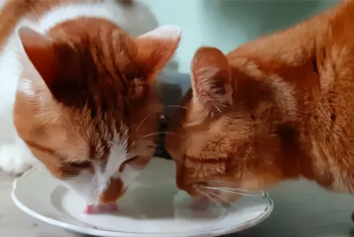 Ernährungsberatung und gesundes Futter für Katzen