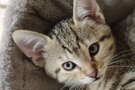 Beratung zur artgerechten Haltung und Beschäftigung von Katzen