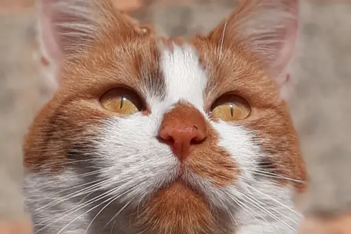 Unabhängige Zweitmeinung und medizinische Befundprüfung für Katzen