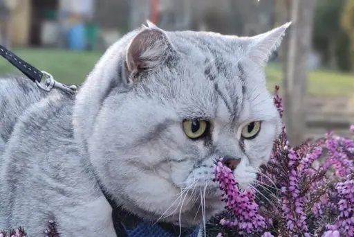 Persönliche Sprechstunde für Katzen vor Ort in der Praxis